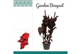 Canna red velvet
