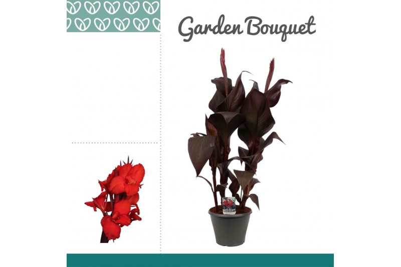 Canna red velvet 
