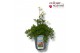 Anemone spring beauty white 