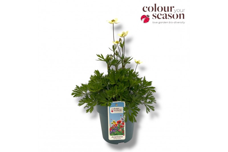 Anemone spring beauty white 