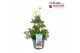 Anemone spring beauty white 