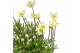 Anemone spring beauty white 