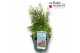 Anemone spring beauty white 
