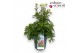 Anemone spring beauty white 
