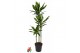 Dracaena fragr. cintho 90-60-30 