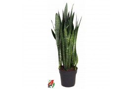 Sansevieria zeylanica