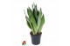 Sansevieria trifasciata moonshine 