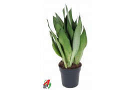 Sansevieria trifasciata moonshine