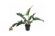Philodendron narrow escape 