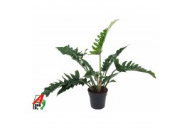 Philodendron narrow escape