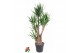 Yucca Vertakt 4/5-arm 