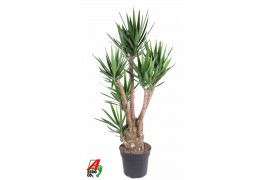 Yucca Vertakt 4/5-arm