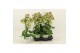 Kalanchoe magic bell geel 