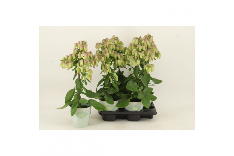 Kalanchoe magic bell geel 
