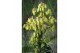 Kalanchoe magic bell geel 