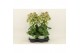 Kalanchoe magic bell geel 