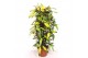 Codiaeum variegatum mango 