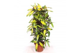 Codiaeum variegatum mango