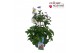 Anemone autumn single grp wild swan 