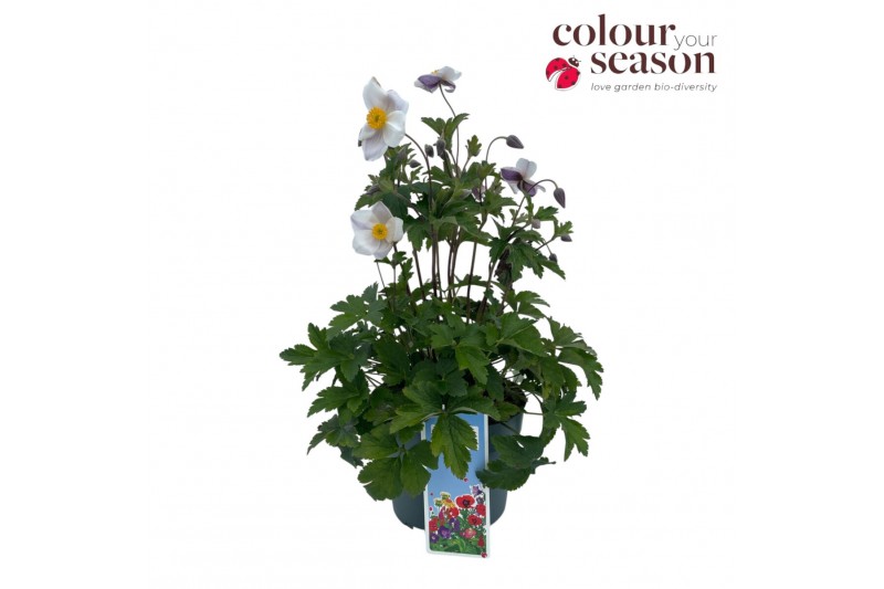 Anemone autumn single grp wild swan 