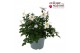 Anemone autumn single grp wild swan 