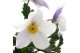 Anemone autumn single grp wild swan 