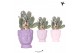 Opuntia microdasys albispina Kolibri Greens Opuntia white in Fruity He 