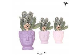 Opuntia microdasys albispina Kolibri Greens Opuntia white in Fruity He