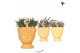 Rhipsalis mix Kolibri Greens Rhipsalis mix in Fruity Head pot yellow m 