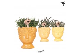 Rhipsalis mix Kolibri Greens Rhipsalis mix in Fruity Head pot yellow m