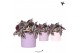 Tradescantia zebrina Kolibri Greens Tradescantia Zebrina in Fruity pot 