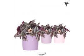 Tradescantia zebrina Kolibri Greens Tradescantia Zebrina in Fruity pot