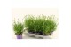 Lavandula x intermedia edelweiss Lavandula White Fragrance 