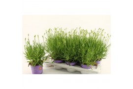 Lavandula x intermedia edelweiss Lavandula White Fragrance