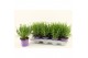 Lavandula x intermedia edelweiss Lavandula White Fragrance 