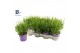 Lavandula x intermedia edelweiss Lavandula White Fragrance 