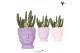 Stapelia leendertziae Kolibri Greens Stapelia Leendertziae in Fruity H 