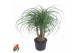 Beaucarnea recurvata Vertakt 