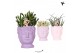 Succulenten mix Kolibri Greens Succulenten mix in Fruity Head pot pink 