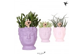 Succulenten mix Kolibri Greens Succulenten mix in Fruity Head pot pink