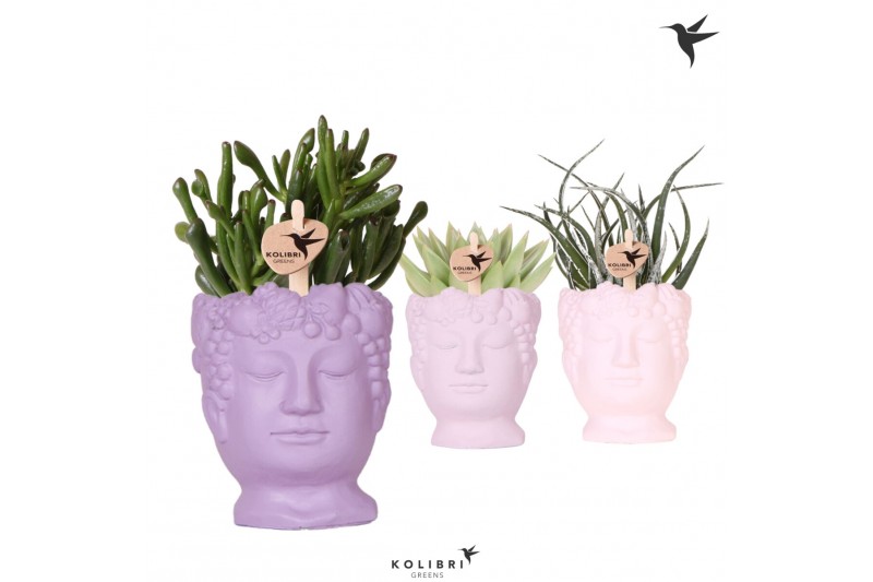 Succulenten mix Kolibri Greens Succulenten mix in Fruity Head pot pink Succulenten mix Kolibri Greens Succulenten mix in Fruity Head pot pink