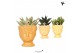 Succulenten mix Kolibri Greens Succulenten mix in Fruity Head pot yell 