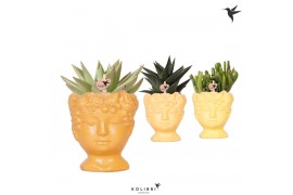 Succulenten mix Kolibri Greens Succulenten mix in Fruity Head pot yell