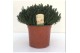 Thymus vulgaris faustini 