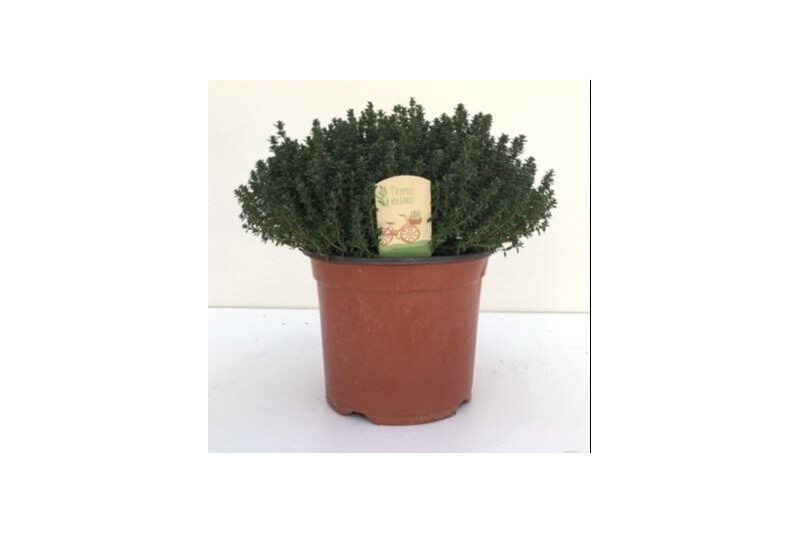 Thymus vulgaris faustini 