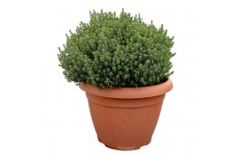 Thymus vulgaris faustini