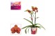 Phalaenopsis multiflora Phalaenopsis multiflora 2 tak Yellow leopard ( 