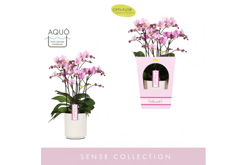 Phalaenopsis multiflora roze Bellissimo Angelo in Molise White Aquo Gi 
