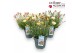 Rhodanthemum hosmariense zagora pink Rhodanthemum Zagora mix 