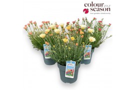Rhodanthemum hosmariense zagora pink Rhodanthemum Zagora mix